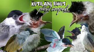 Download lagu suara pikat burung kutilang ribut paling ampuh terbukti kutilang liar langsung yamber durasi panjang mp3 Download lagu suara pikat burung kutilang ribut paling ampuh terbukti kutilang liar langsung yamber durasi panjang mp3