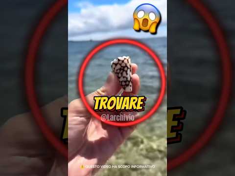 LE 3 COSE PIÙ PERICOLOSE CHE PUOI TROVARE IN SPIAGGIA 😱 #curiosità #informative