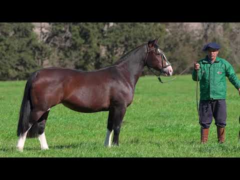 Lote 05 - Basca Donatella