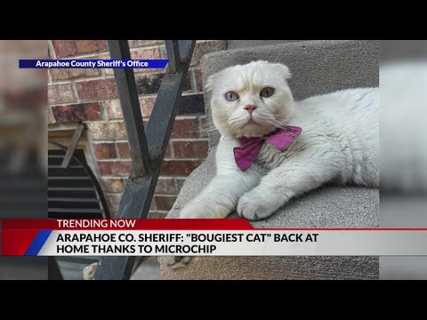 'Bougiest cat' returned home thanks to microchip - YouTube