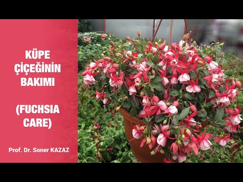 , title : 'Küpe Çiçeğinin Bakımı ve Çoğaltılması, Fuchsia Care and Propagation, Bakımında Püf Noktalar'