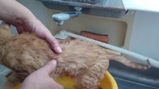 家に来て 二回目のお風呂🛀