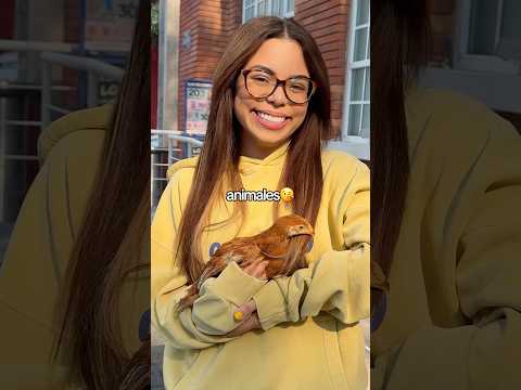 MI POLLO SE VA