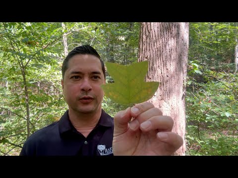 Tulip Poplar (liriodendron tulipifera)
