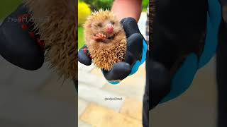 Filhotinho de Ouriço Encontrado por Homem Gentil 🦔❤️