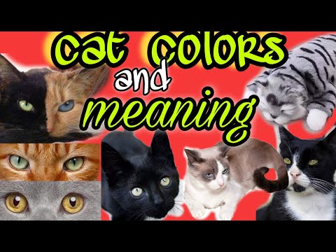 cat colors and meaning