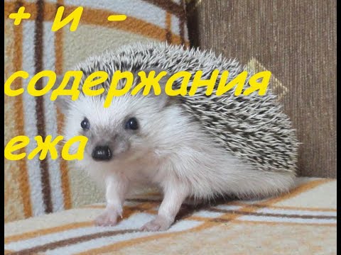 Домики для ежей африканских. Минусы домашнего ежика. Минусы домашнего ежика. Минусы домашнего ежика. Домашний еж плюсы и минусы.