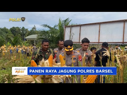 POLRES BARSEL MELAKSANAKAN PANEN JAGUNG DUKUNG SWASEMBADA PANGAN NASIONAL