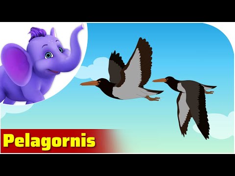 Pelagornis Sandersi - Prehistoric Animal Songs
