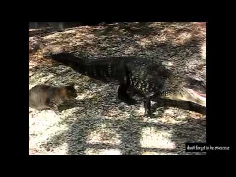 Video divertentissimi