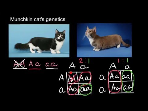 Munchkin cat's genetics
