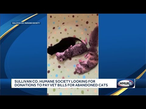 Humane society seeks donations after cat, kittens abandoned