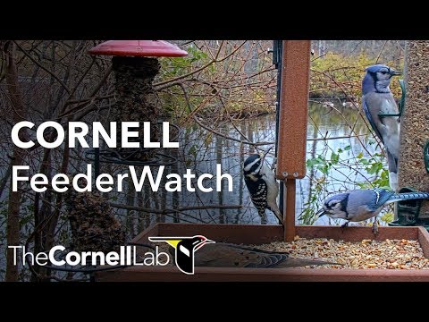 Singvögel am Futterhaus (Live)