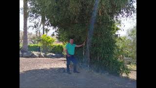 NICOLAS GALVAN CLAVELES DE GRANADA CANSION DE MANOLO ESCOBAR