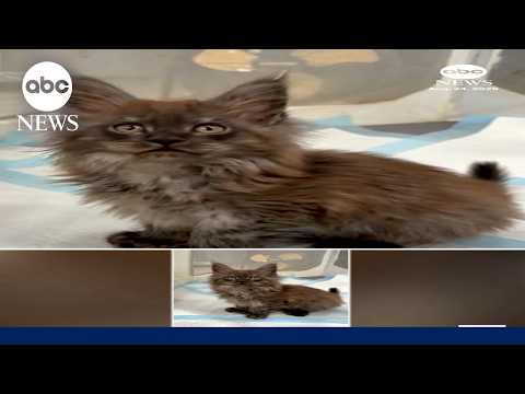 Cat with 29 toes sets Guinness world record