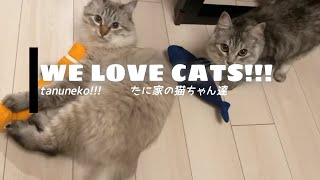 - 【たぬねこ#5】癒されすぎ注意