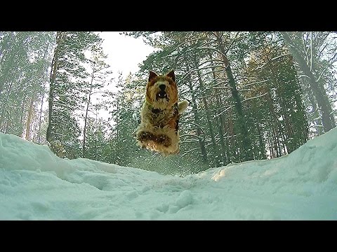 Fox Terrier Riki  in Barnaul belt forest Фокстерьер Рики в Барнаульском ленточном бору 2016