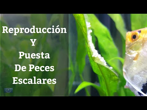 🔵 Como Reproducir Peces Ángel/ Escalares Y Sacar La Puesta Adelante (Acuarios MB)