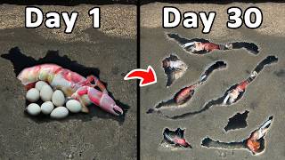 I Raised a Colony of Ghost Shrimp