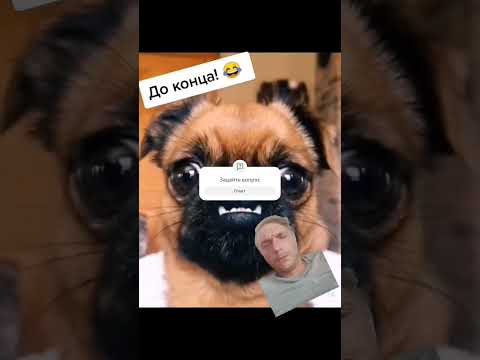 VERY ugly DOGS #funny #shorts #funnyvideo #dog #memes #humor