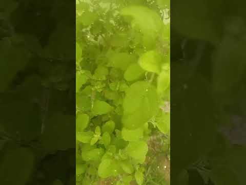 #nature#tulsi#Basil#manjari# trittavu #beautifulflowersintheworld #beautifulflowers #flowers