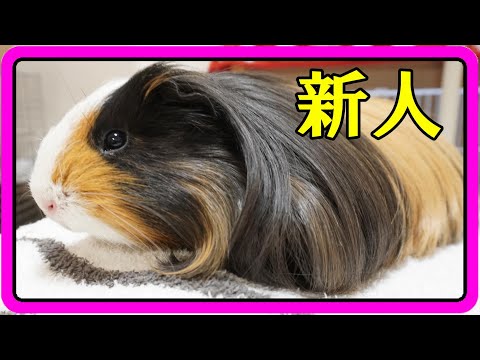 シェルティモルモット