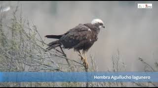 Hembra Aguilucho lagunero