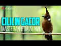 MASTERAN CILILIN GACOR DURASI PANJANG JEDA ALAMI