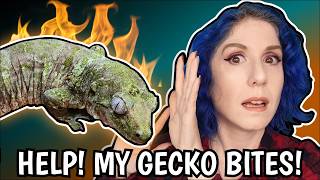 Defensive Geckos: Biting, Lunging & How to Fix It