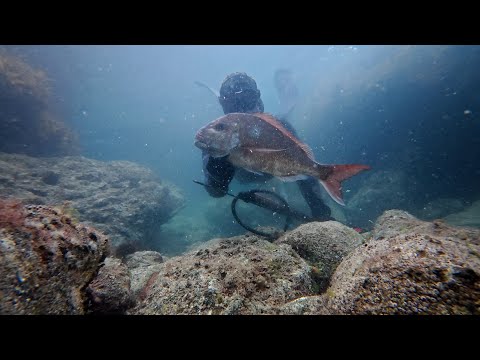 Tipps und Techniken zum Speerfischen im Flachwasser