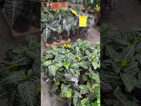 Plantas Baratas em São Paulo