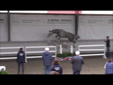 KOLA (Coupie - Kolina/ Calvados Z) 3 y.o.