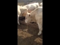Bull Regurgitating