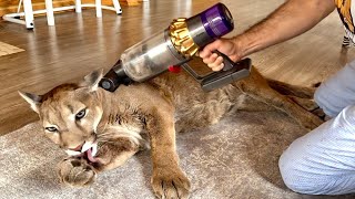 Необычный груминг! Пума Месси обожает массаж пылесосом🤣 | Puma Messi and vacuum cleaner gr