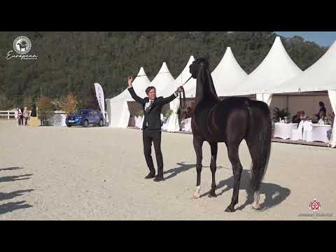 N.87 SHAYAN DE MAGNIFIQUE - European Championship 2020 - Prague - Stallions 4-6 Years Old (Class...