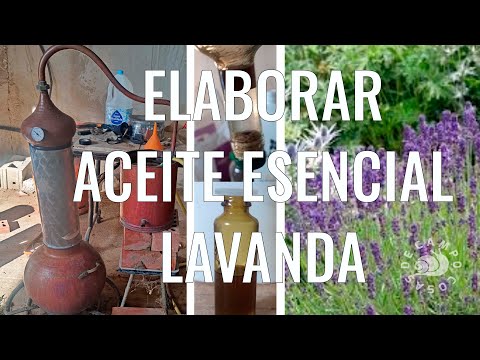 Cómo elaborar el aceite esencial de lavanda