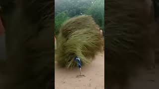 Download lagu fakta di balik tarian kumpo🤣 ternyata ada orang nya#shortvideo #trendingshorts #viral #fyp mp3