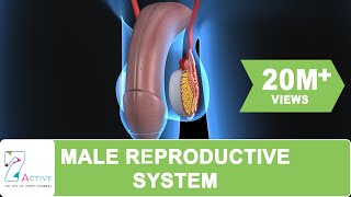 THE  MALE REPRODUCTIVE SYSTEM OF HUMAN