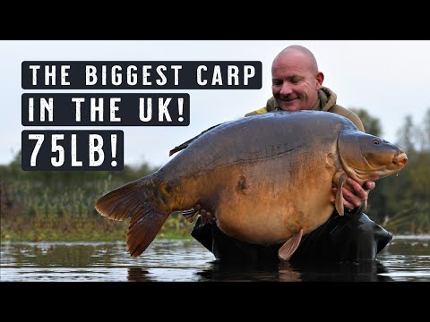 THE BIGGEST CARP IN THE UK! British Record?! 75lb Carp Fishing MONSTER! Mainline Baits Carp Fishing