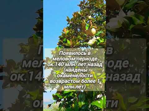 5 фактов о Магнолии #shorts
