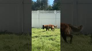 Video preview image #1 German Shepherd Dog-Unknown Mix Puppy For Sale in Monticello, MS, USA