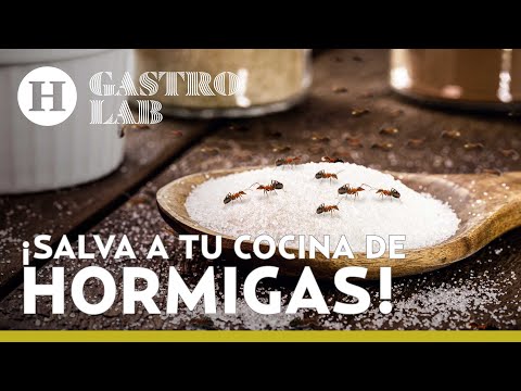 Tengo hormigas en la cocina