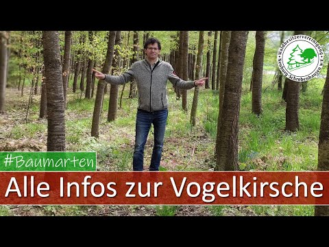 Die Baumart Vogelkirsche - alle Infos zu diesem Laubbaum