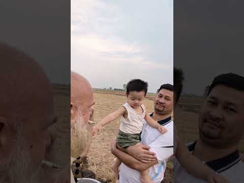 Menino tailandês derrota papai em um campo em Lop Buri, Tailândia, filho vence luta, perco batalha com o sol