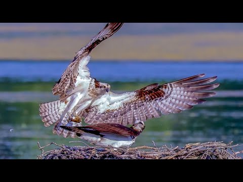 🦅 Nature's Intimate Ballet: Osprey Couple's Majestic Mating Ritual Over Tranquil Lake #26  #wildlife