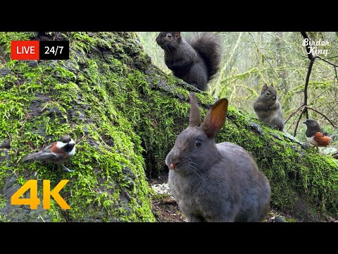 🔴 24/7 LIVE: Cat TV 😺 Lovely Birds and Squirrels in the Forest 🐦 4K Cat Games