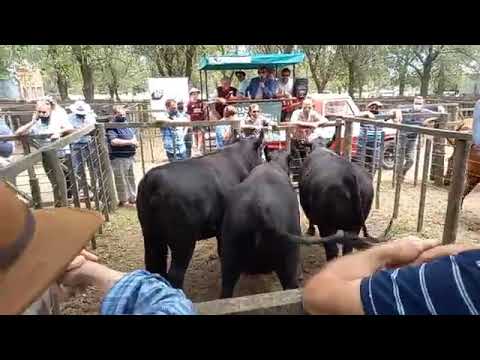 Remate Echeguia Hermanos y Ganadera Salliquelo Tornquist