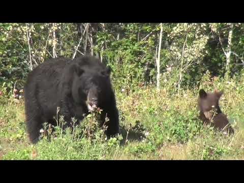 NJ Bear Sightings Up