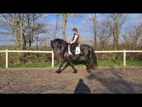 Stal Okkema's Bink - Tsjalke x Rindert - stallion - 2016