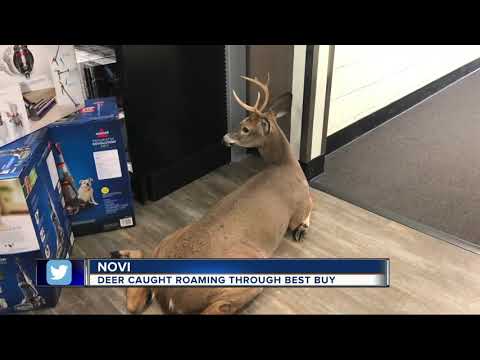 VIDEO: Deer walks into Best Buy in Novi